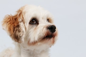 Havaneser Portrait im Studio