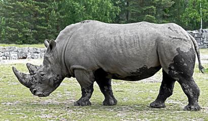 Obraz premium African rhinoceros. Latin name - Diceros bicornis