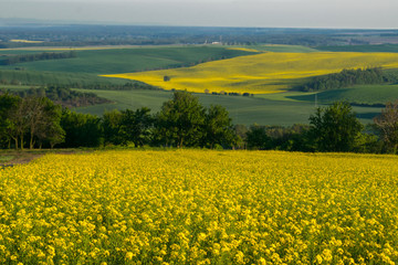 Fields in Moravian Tuscany at Sunset, South Moravian, Europe, Czech Republic