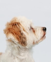 Havaneser Portrait im Studio