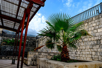 Decorative palm among the walls of the ancient city of Kotor.