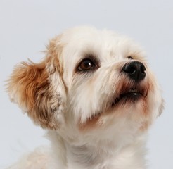 Havaneser Portrait im Studio