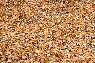 Autumn in Forca D'Acero, Abruzzo National Park, Italy
