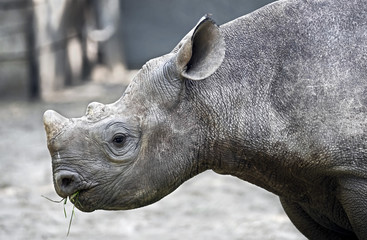 African rhinoceros. Latin name - Diceros bicornis