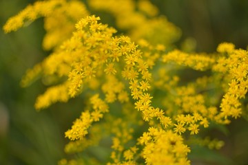 yellow flowers details