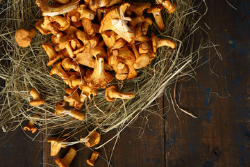 Raw forest mushrooms on hay