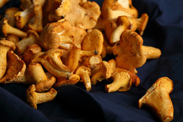 Harvest of Raw forest mushrooms