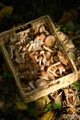 Harvesting mushrooms