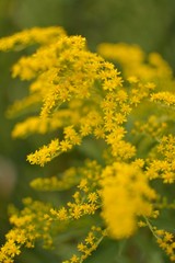 yellow flowers details