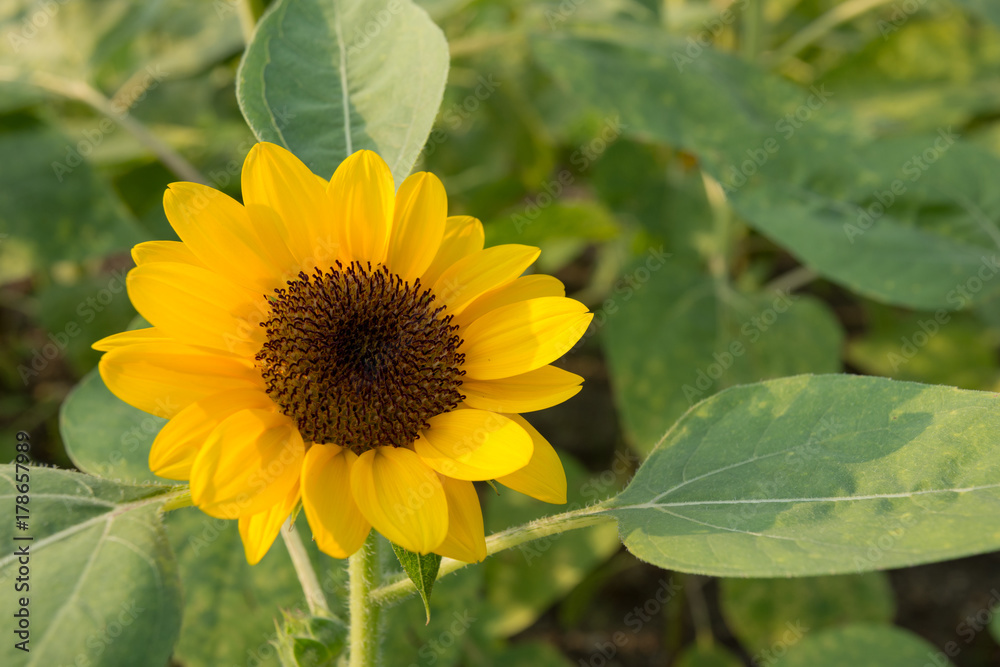 Wall mural close up beautiful sun flower