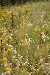wild summer flowers