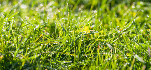 panorama green grass with dew drops in sunlight on a  autumn meadow.