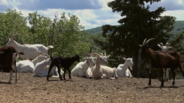 group of white goats lying at farm, 4k
