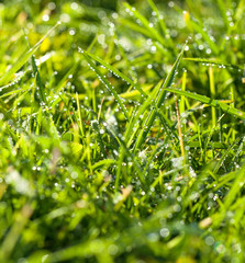 Fototapeta na wymiar panorama green grass with dew drops in sunlight on a spring meadow.