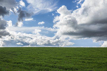 Fototapeta na wymiar Gras und Wolken