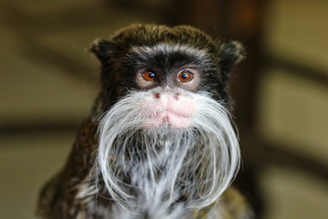 Emperor Tamarin Monkey