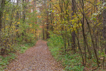 path in the deciduous forest in autumn after rain