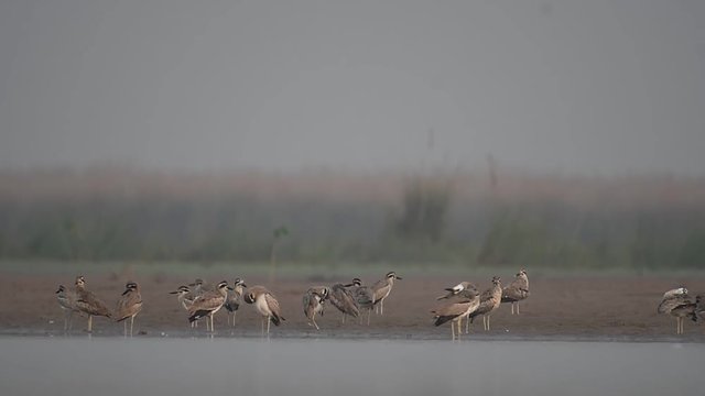 Great stone-curlew