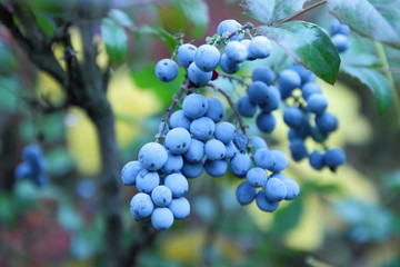 Hollyleaved Barberry, Tall Oregon Grape, Mahonia aquifolium in the botanical garden in autumn