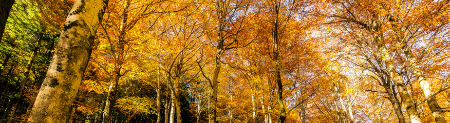 Fototapeta premium colori autunnali