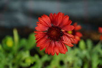 Obraz premium Gaillardia 1