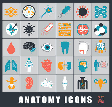 Icons presenting various organs and parts of the human body.