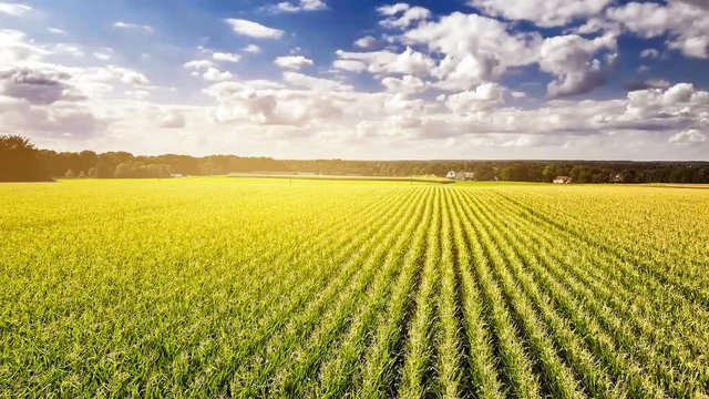 Aerial view of corn field. Agricultural landscape, 4k. Nature background