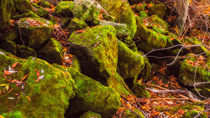 Moss and dried leaves