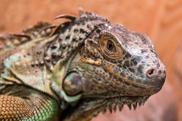 Iguana z bliska