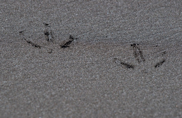 Fototapeta na wymiar On the black basalt sand there are traces of wild seabirds