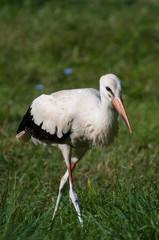juvenile cute stork surrounded by grass