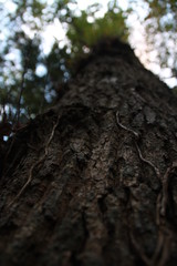 L'arbre et son écorce 