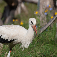 young cute stork surrounded by flowers
