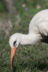 juvenile fluffy young stork portrait