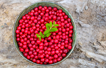 Northern Lapland berries