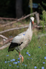young cute  stork surrounded by cornflowers