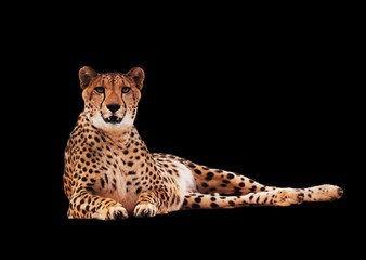 Cheetah spotted isolated at black
