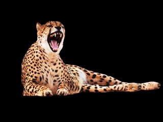 Cheetah spotted isolated at black © Sergii Mironenko