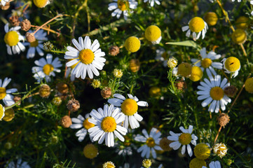 Fototapeta premium German chamomile on summer meadow, small scented wild chamomile blooming in august, popular plant of natural medicine