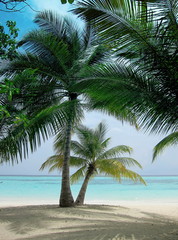 Palm Trees on a deserted beach in Maldives on a partial cloudy day