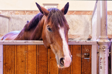 A horse in the Swedish Royal stables in Stockholm