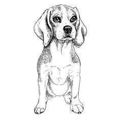 Close-up portrait of sitting Beagle dog. Vector engraved art. Friendly smilling puppy isolated on white background. Pet shelter, flyer, poster, clothing prints. Sketched poster