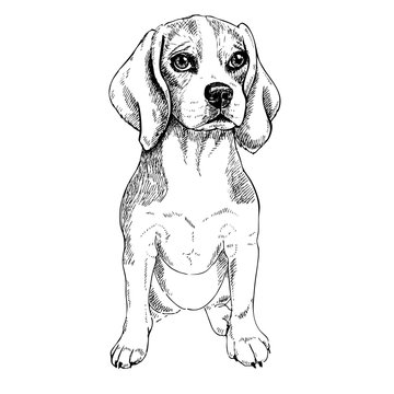 Close-up portrait of sitting Beagle dog. Vector engraved art. Friendly smilling puppy isolated on white background. Pet shelter, flyer, poster, clothing prints. Sketched poster