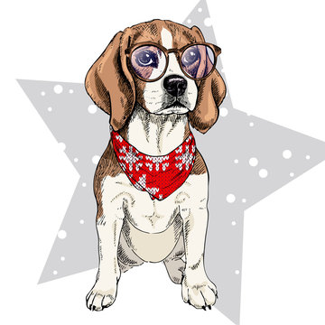 Vector portrait of beagle dog wearing winter bandana and glasses. Isolated on star and snow. Skecthed color illustraion. Christmas, Xmas, New year. Party decoration, promotion, greeting card