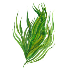 watercolor image of seaweed © dvoriankin