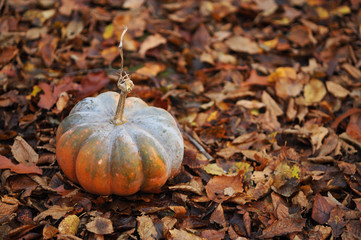 Pumpkin on the background of fallen leaves. Space for text.