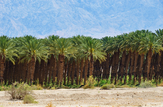 Plantation of palm trees, Israel