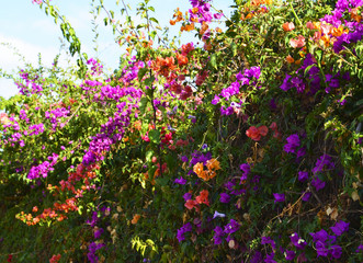 Obraz na płótnie Canvas Colorful Bougainvillea flowers in tropical garden of Tenerife,Canary Islands,Spain. Bougainvillea.Floral background.Selective focus. 