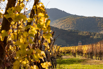 Naklejka premium Le clocher de l'église de la Sainte-Croix depuis le vignoble de Kaysersberg