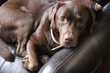 Portrait of a brown, chocolate labrador retriever on a lader sofa
